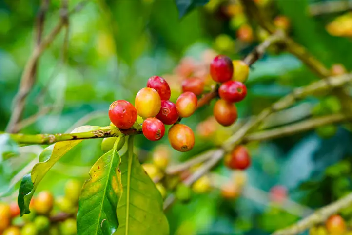 Cerises à café semi-mûres